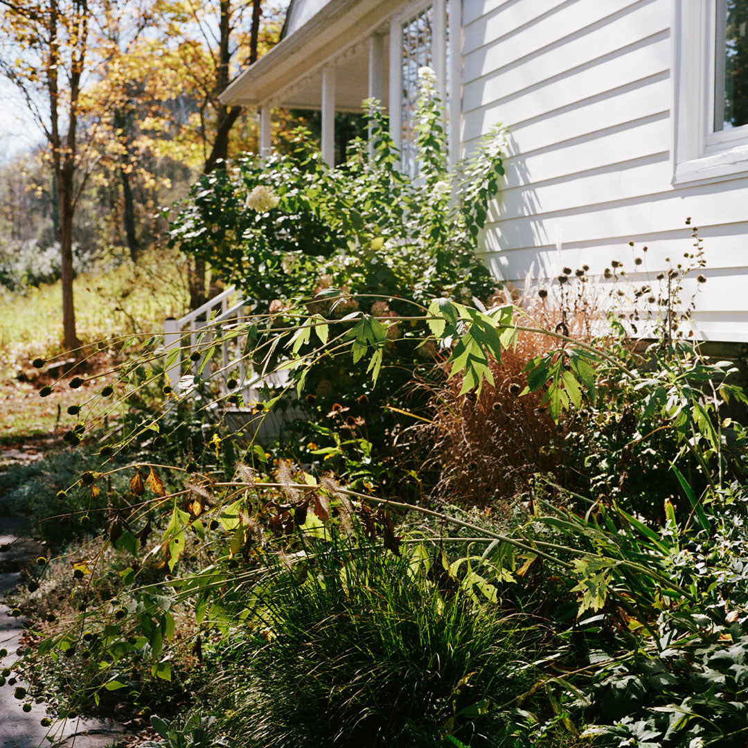 What scent from the natural world stirs up memories?