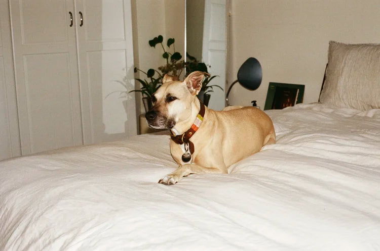 What is your sun sign (moon and rising too, if you want to share), and is there a characteristic of it that resonates with you? 