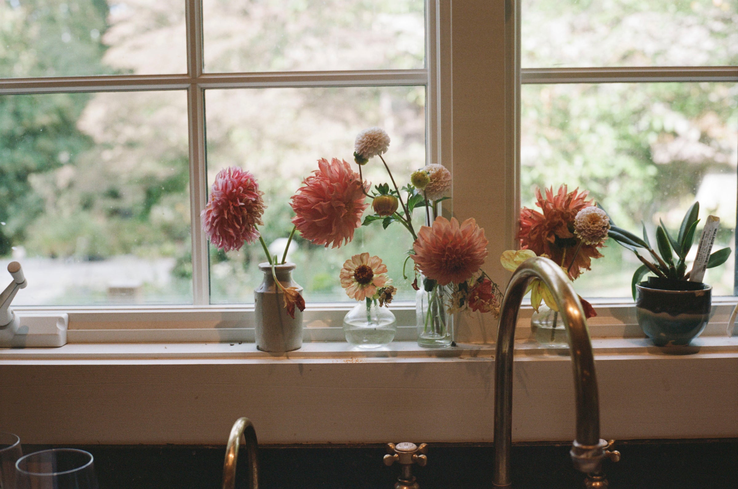 What favorite plant or flower element do you live with at home? 